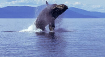 Cruising Frederick Sound Alaska