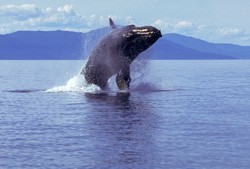 Humpback Whale