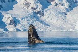 Humpback whales